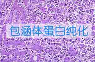 宽恕体蛋白纯化和复性