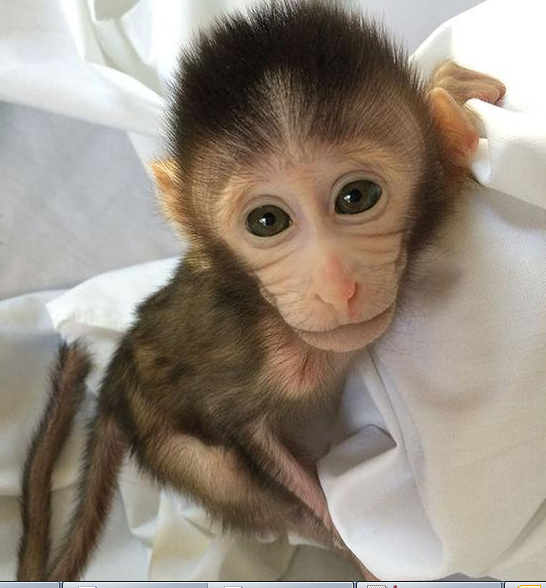 转基因猴成攻克自关症利剑，首个非人灵长类自关症模型成立