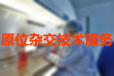 原位杂交技术的分类有哪些？