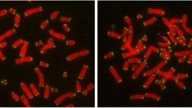 近期DNA建复领域沉磅级成就一览