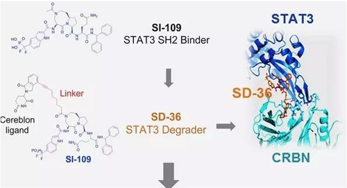 结构优化得到的SH2结合分子SI-109与CRBN结合，得到SD-36