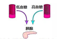 调节血糖稳态，GK负沉前行