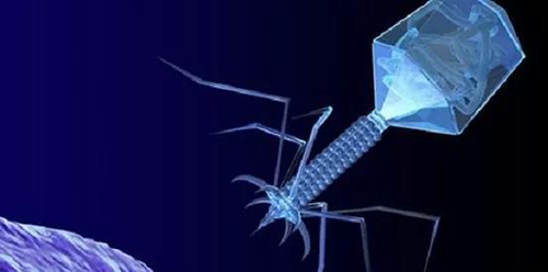 噬菌体疗法、溶瘤病毒，以及构建细胞表白载体的病毒转染因子等都体现出病毒对人类善良和善的一面