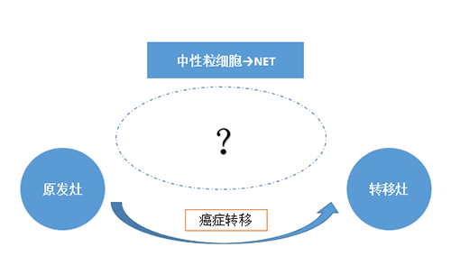 NET可能会通过某些方式“捕获”或“唤醒”癌细胞，从而造成癌细胞的迁徙。