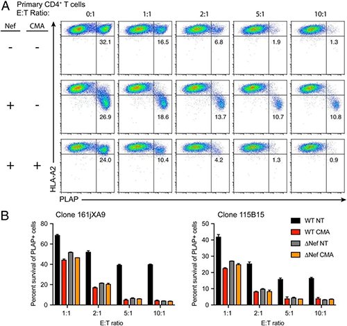 CMA与Nef的基因删除相比可提高CTL介导的HIV习染细胞的断根
