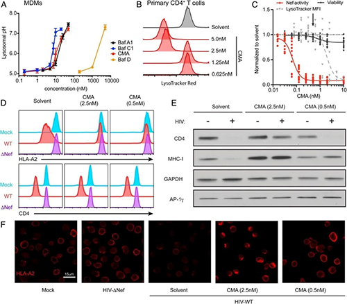 Plecomacrolides拥有分歧的Nef抑造作用和溶酶体中和能力