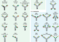 【云回首】理论、律例、实际，三位一体解说双抗的生物分析