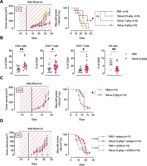逐日施用L-乳酸钠可延长体内肿瘤的成长