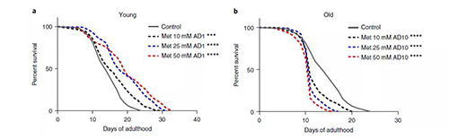 二甲双胍可在暮年引起守旧的代谢蹊径的有害变动