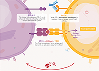 饿了吗？饿一饿原来能够辅助PD-1抑造剂肿瘤免疫医治