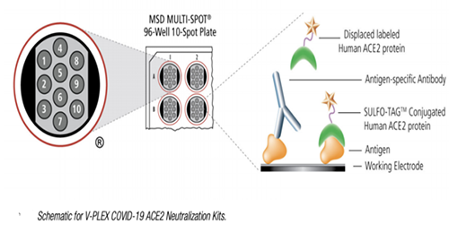 竞争性配体结合法(CLBA)的中和抗体检测道理