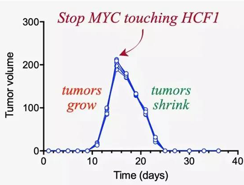 能够“消融”肿瘤的蛋白质，你肯定没有听说过！