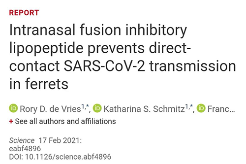 Science快递|鼻喷雾剂可阻止新冠肺炎传布，在雪貂尝试中已初获功效