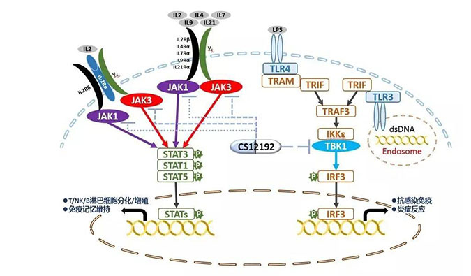 自身免疫疾病或迎新疗法！J9集团助力微芯生物CS12192获批FDA