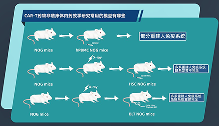 CAR-T 药物非临床体内药效学钻研常用的模型有哪些