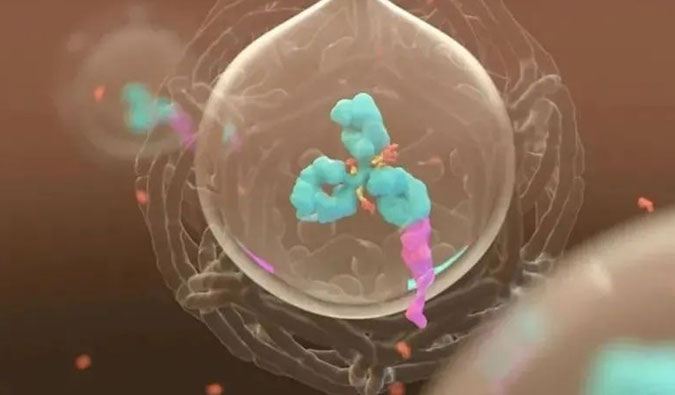 美研 | ADC，为靶向给药而精准深耕