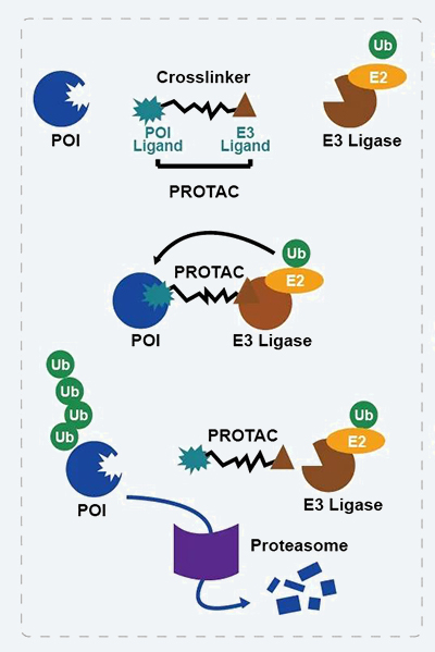 PROTAC技术作用机造.jpg