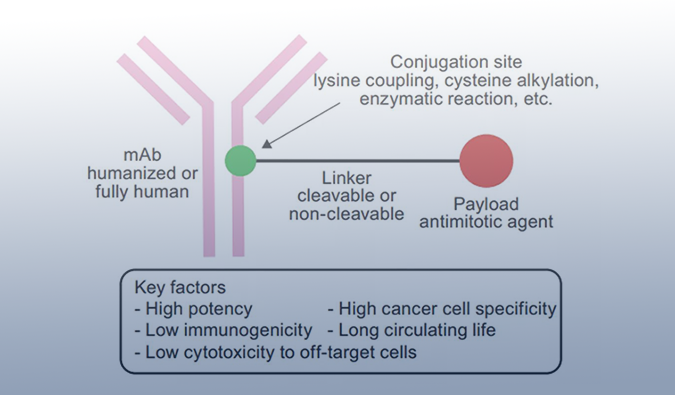 ADC药物：迎接市场热潮，攻破研发壁垒