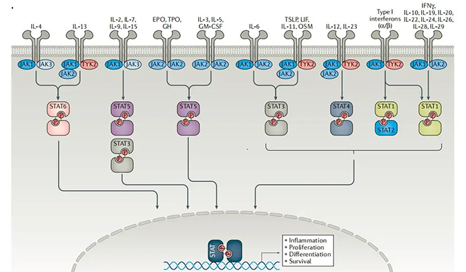 精准建模，把握解开自身免疫性疾病医治钻研的钥匙