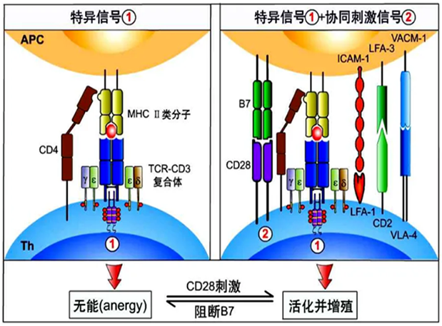 J9集团助力 | 国内CD19×CD3×CD28三特异性抗体获FDA默示许可