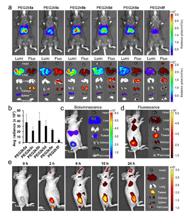 递送和NIR影像，Luc mRNA; Ⅳ and intra-tumoral.jpg