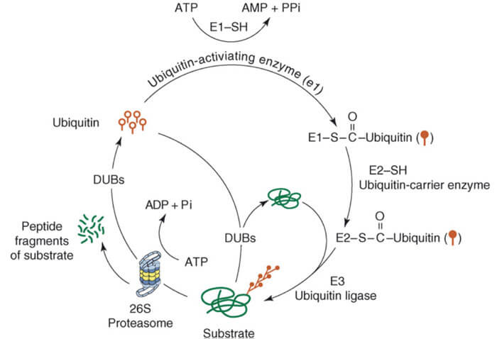 泛素-蛋白酶体蹊径.jpg