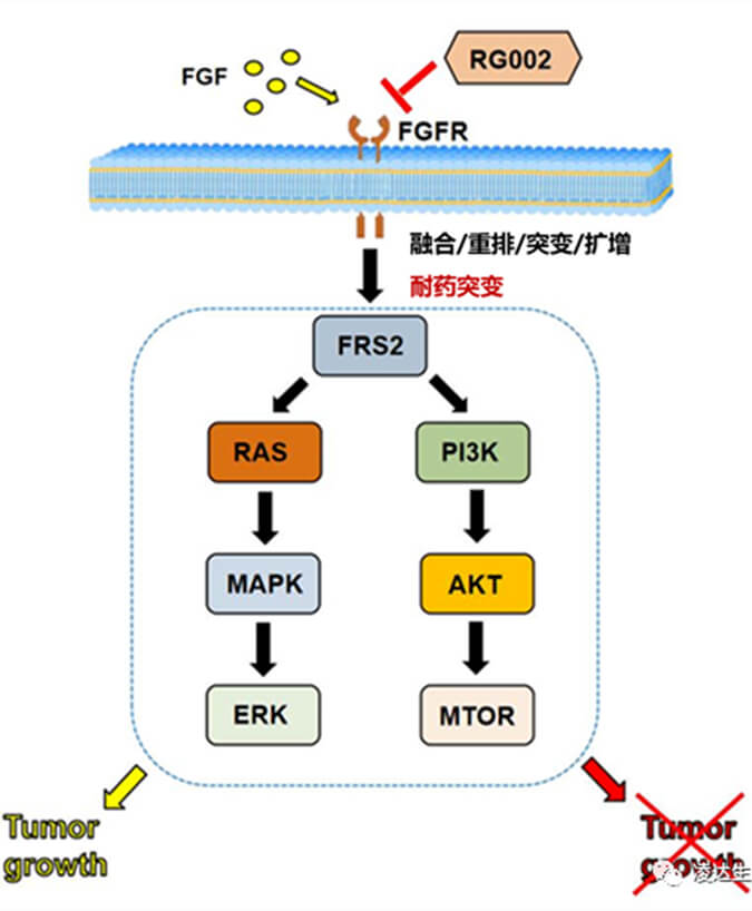 凌达生物泛FGFR1-4-不成逆抑造剂RG002片获批临床.jpg