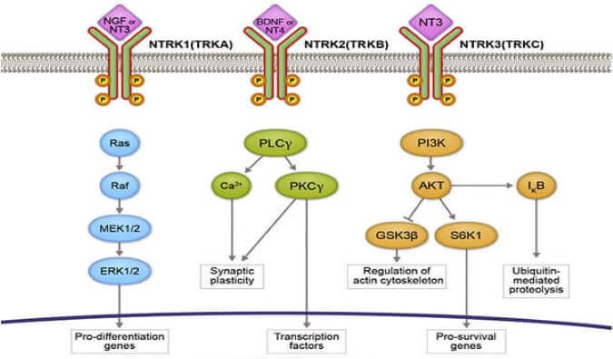 J9集团助力睿跃生物1类新药 TRK降解剂CG001419获批临床.jpg