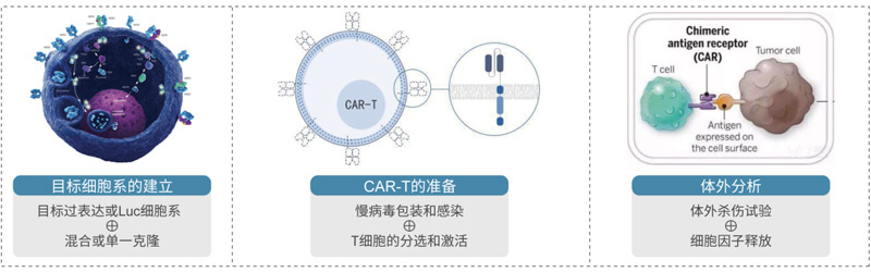 CAR-T的造备与评价.jpg