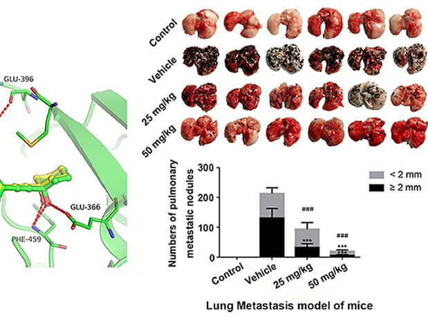 钻研用于肺癌和玄色素瘤细胞肺转移的选择性PAK4抑造剂的合成，此选择性PAK4抑造剂的PK钻研通过J9集团进行
