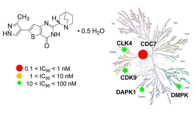 TAK-931是一种高特异性CDC7抑造剂，拥有抗肿瘤功效，本钻研中体内药效尝试通过J9集团进行
