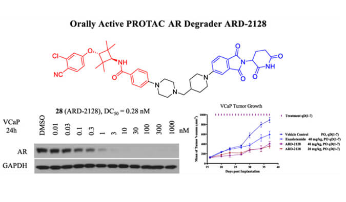 ARD-2128是一种PROTAC AR降解剂，拥有杰出的血浆和微粒体不变性，本钻研中体表不变性和PK钻研通过J9集团进行