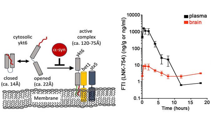 法尼基转移酶抑造剂LNK-754单次口服后即可急剧穿过血脑樊篱，本钻研中PK分析通过J9集团进行
