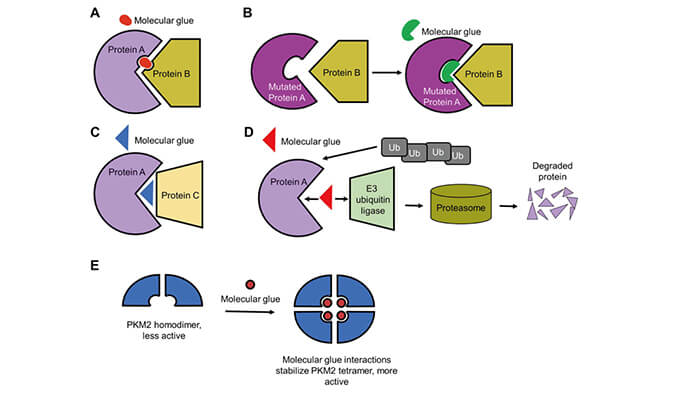 靶向蛋白降解系列（三）：分子胶，挑战不成成药