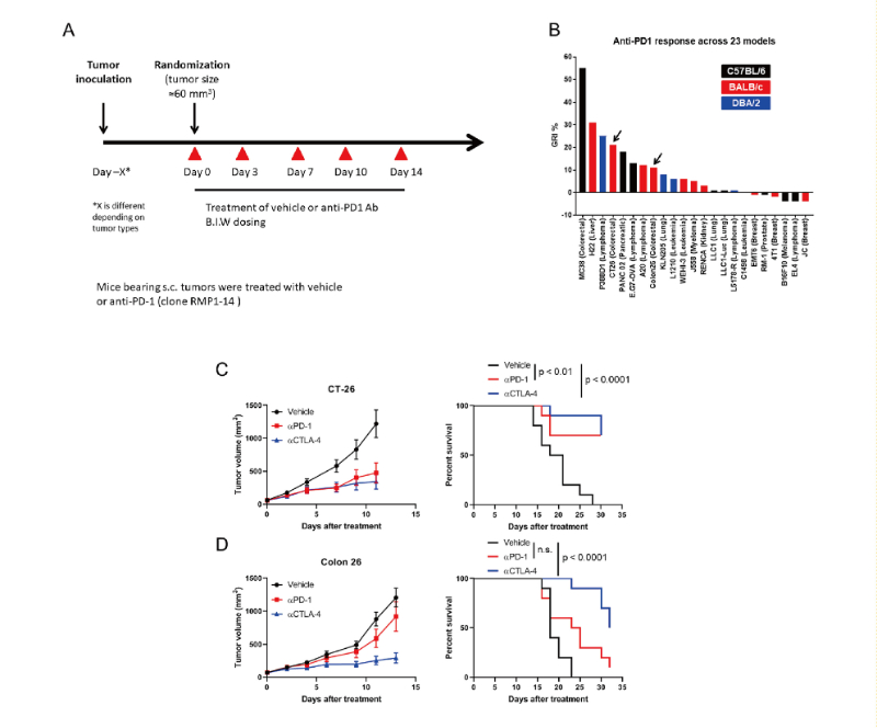 免疫查抄点阻断疗法扭转了癌症医治的范式，此钻研中通过J9集团在23 个同源肿瘤模型中进行了抗PD-1抗体的体内钻研