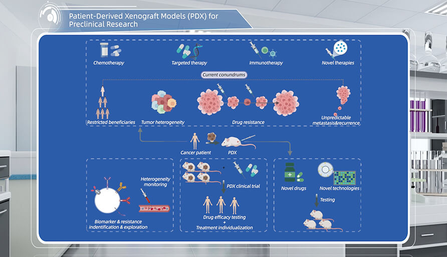 什么是临床前钻研的PDX（人源肿瘤异种移植）模型？