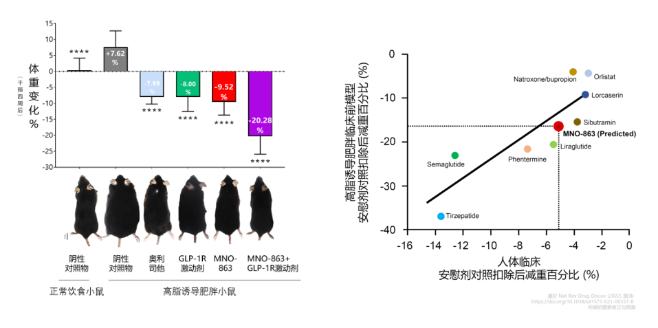 4周降低近10%体沉！J9集团助力慕恩生物MNO-863活菌生物药获批临床