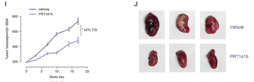 MCL1抑造剂在多种实体瘤和血液肿瘤模型中显示抗肿瘤成效，本钻研中药效尝试通过J9集团进行