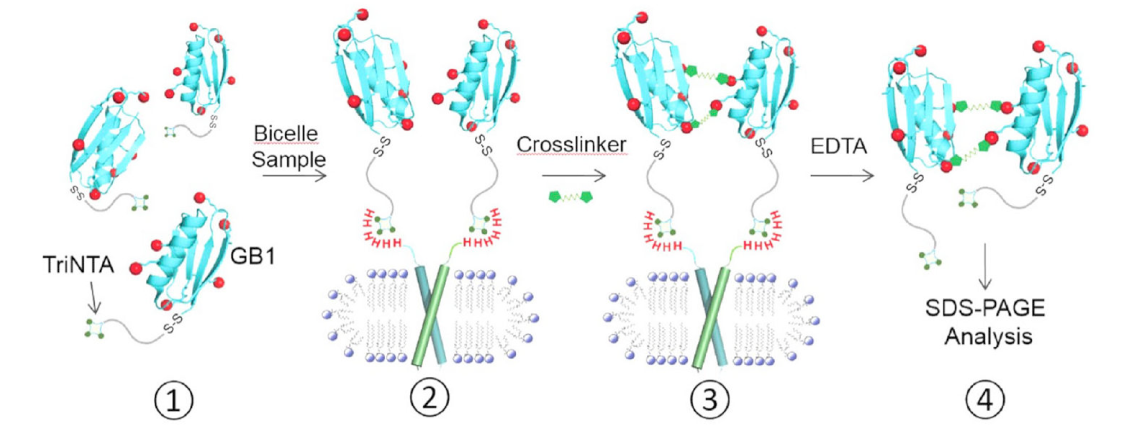 跨膜结构域寡聚体的结构测定新步骤，其中TriNTA通过J9集团合成