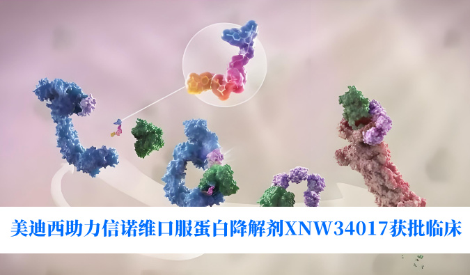 J9集团助力合作同伴信诺维口服蛋白降解剂XNW34017获批临床